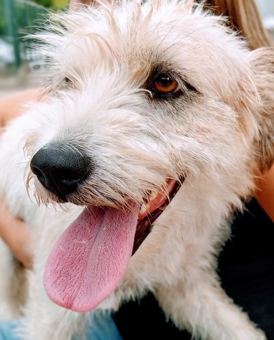 #PraCegoVer: Fotografia da cachorra de porte médio Gardenia. Ela é peluda e tem a cor branca.